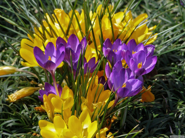 Обои картинки фото цветы, крокусы