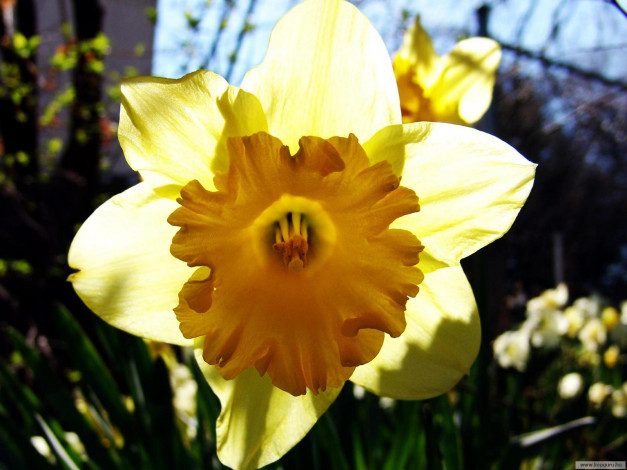 Обои картинки фото цветы, нарциссы