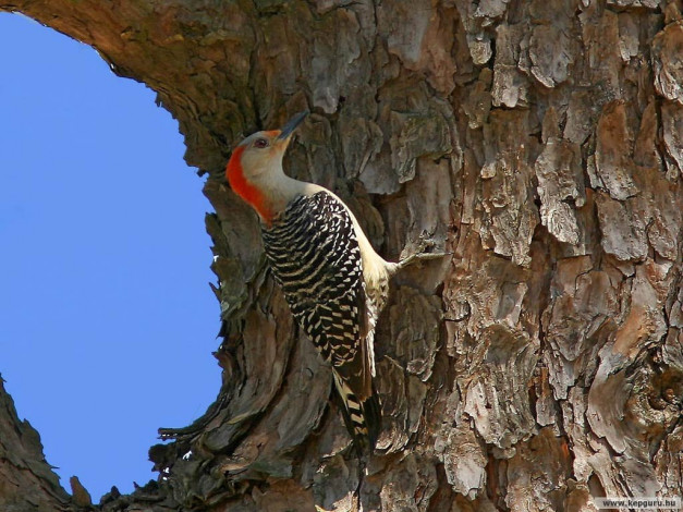 Обои картинки фото животные, дятлы