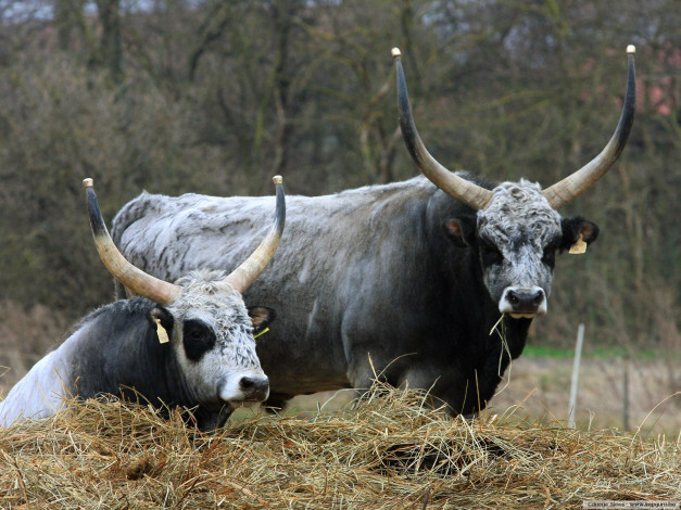 Обои картинки фото животные, коровы, буйволы