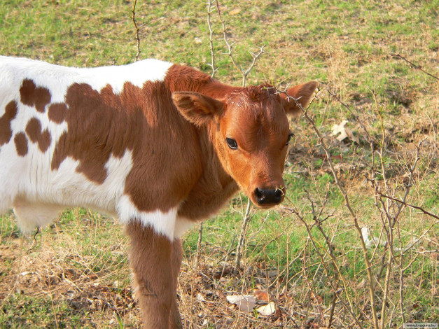 Обои картинки фото животные, коровы, буйволы