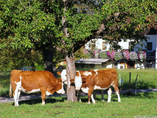 Обои картинки фото животные, коровы, буйволы