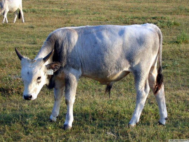 Обои картинки фото животные, коровы, буйволы