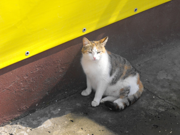 Обои картинки фото животные, коты