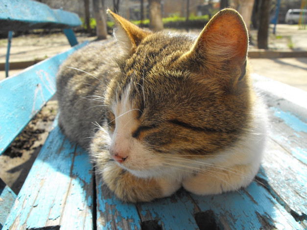 Обои картинки фото животные, коты