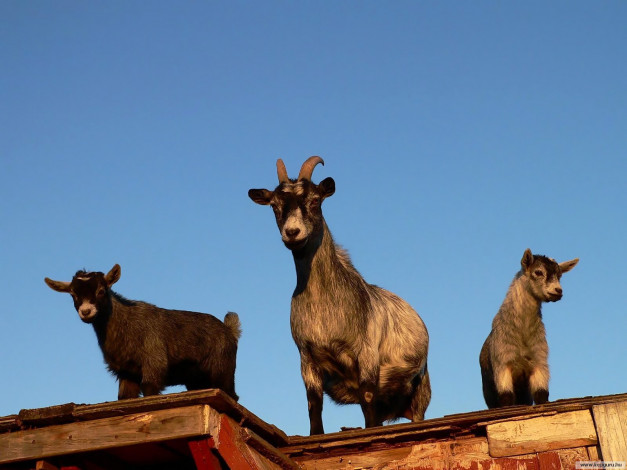 Обои картинки фото животные, козы