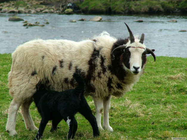 Обои картинки фото животные, козы