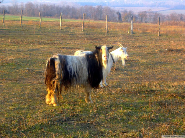 Обои картинки фото животные, козы