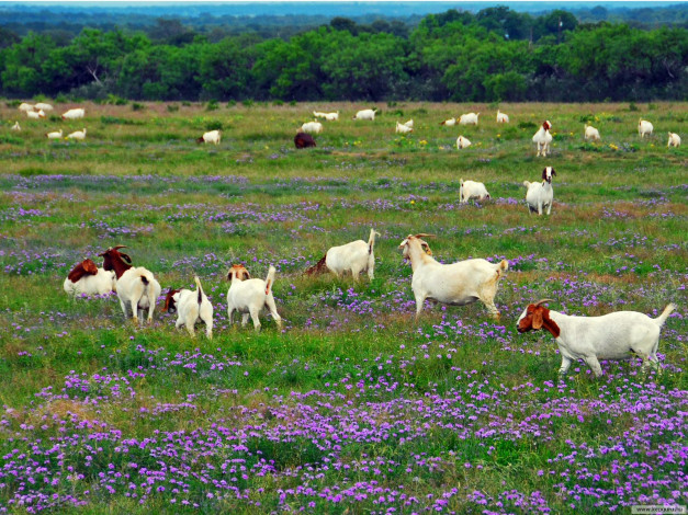 Обои картинки фото животные, козы