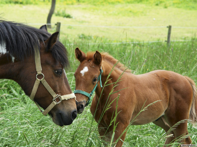 Обои картинки фото животные, лошади