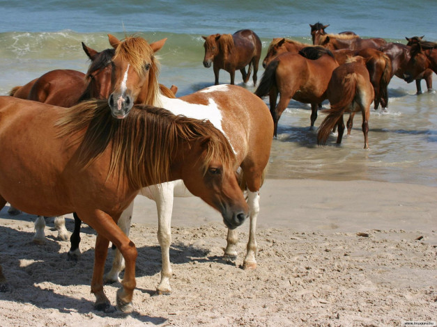 Обои картинки фото животные, лошади