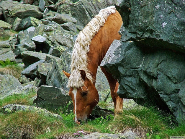 Обои картинки фото животные, лошади