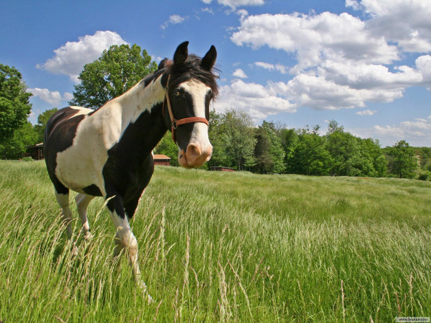 Обои картинки фото животные, лошади