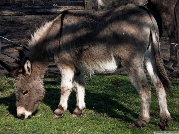 Обои картинки фото животные, ослы