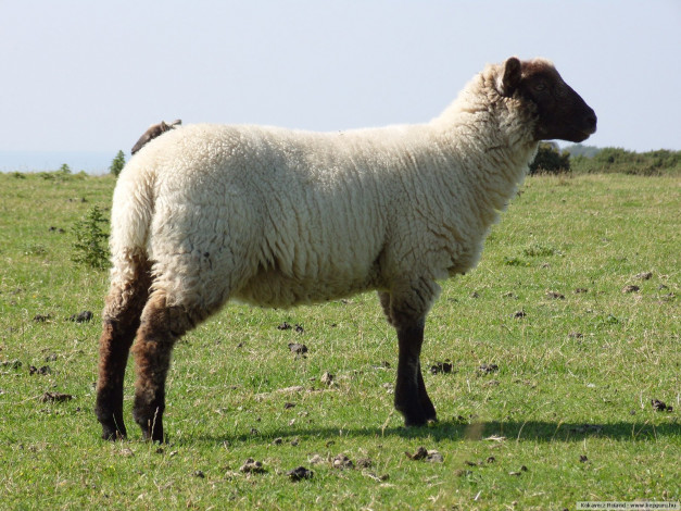 Обои картинки фото животные, овцы, бараны