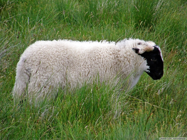 Обои картинки фото животные, овцы, бараны