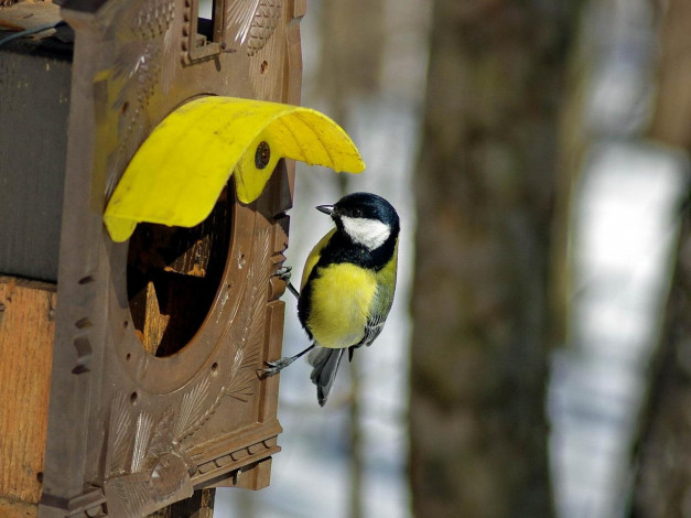Обои картинки фото животные, синицы, лазоревки