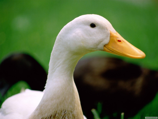 Обои картинки фото животные, утки