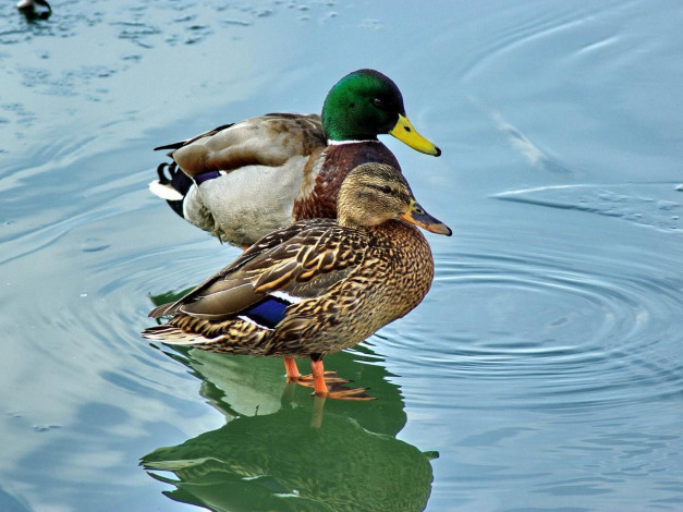 Обои картинки фото животные, утки