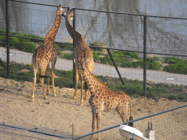 Обои картинки фото животные, жирафы