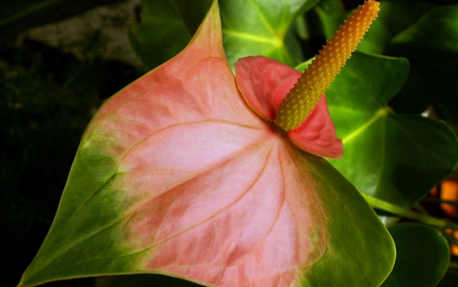 Обои картинки фото цветы, антуриум, цветок, фламинго