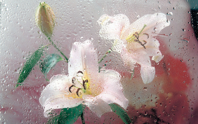 Обои картинки фото цветы, лилии, лилейники