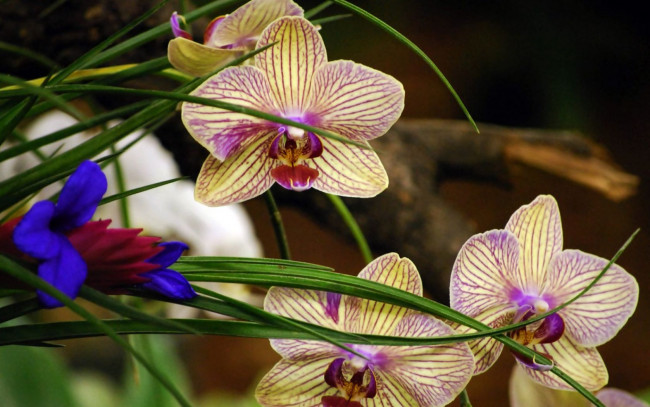 Обои картинки фото цветы, орхидеи