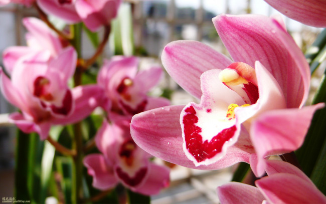 Обои картинки фото цветы, орхидеи