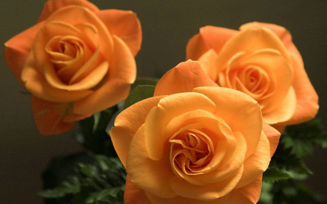 Обои картинки фото цветы, розы