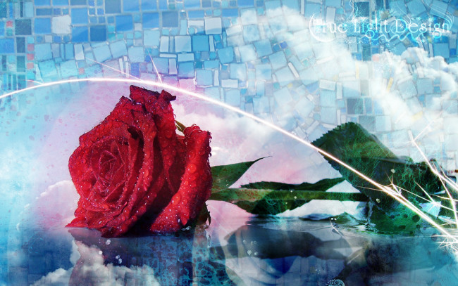 Обои картинки фото цветы, розы