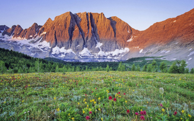 Обои картинки фото природа, луга