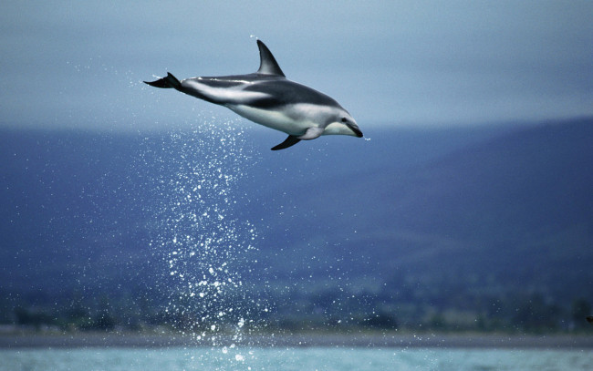 Обои картинки фото животные, дельфины