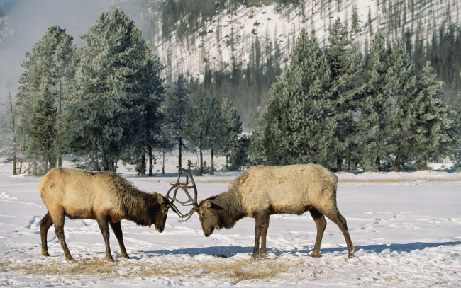 Обои картинки фото животные, олени