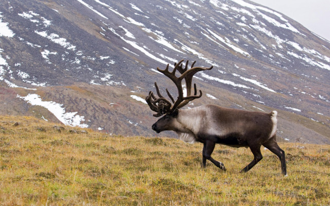 Обои картинки фото животные, олени