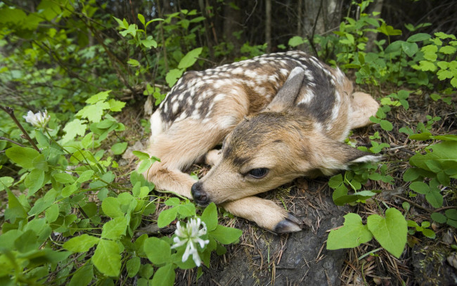 Обои картинки фото животные, олени
