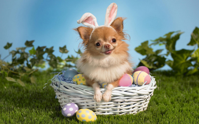 Обои картинки фото животные, собаки