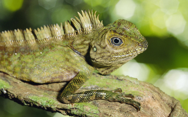 Обои картинки фото животные, Ящерицы, игуаны, вараны