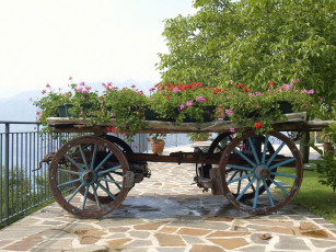 Картинка цветы