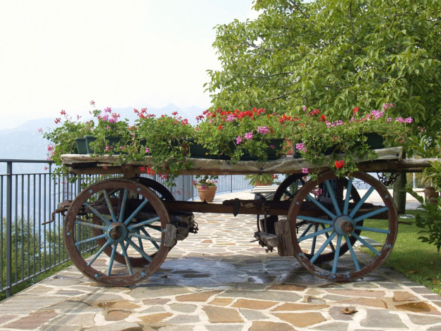 Обои картинки фото цветы