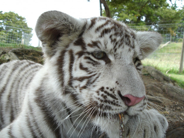 Обои картинки фото животные, тигры