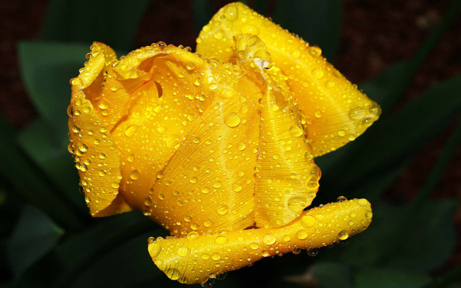 Обои картинки фото цветы, тюльпаны