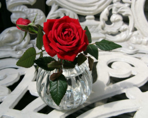 Картинка цветы розы