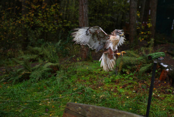 Картинка животные птицы хищники