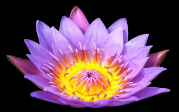 Картинка цветы лилии водяные нимфеи кувшинки