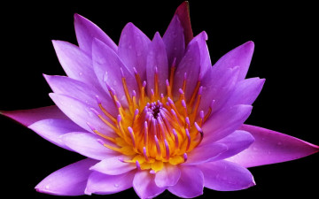 Картинка цветы лилии водяные нимфеи кувшинки