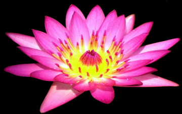 Картинка цветы лилии водяные нимфеи кувшинки