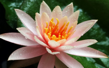 Картинка цветы лилии водяные нимфеи кувшинки