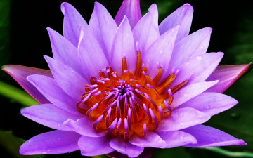 обоя цветы, лилии, водяные, нимфеи, кувшинки