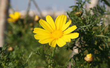 Картинка цветы ромашки