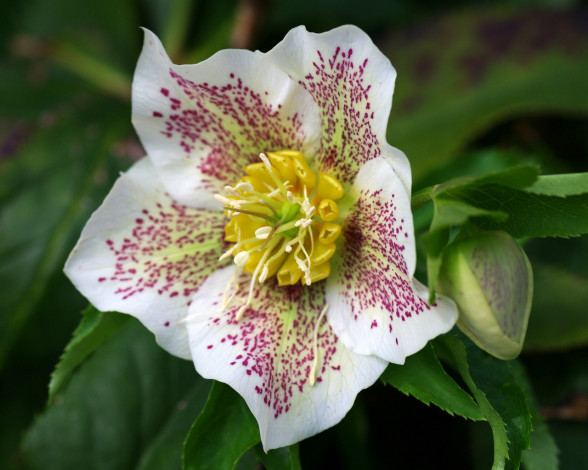 Обои картинки фото цветы, геллеборус, морозник